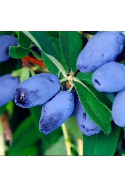 Темно-сині плоди жимолості їстівної сорту Honey Bee